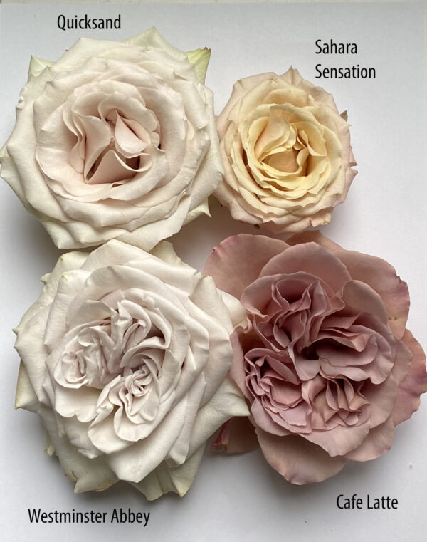 Flirty Fleurs Rose Color Study Quicksand Sahara Sensation Westminster Abbey Cafe Latte roses