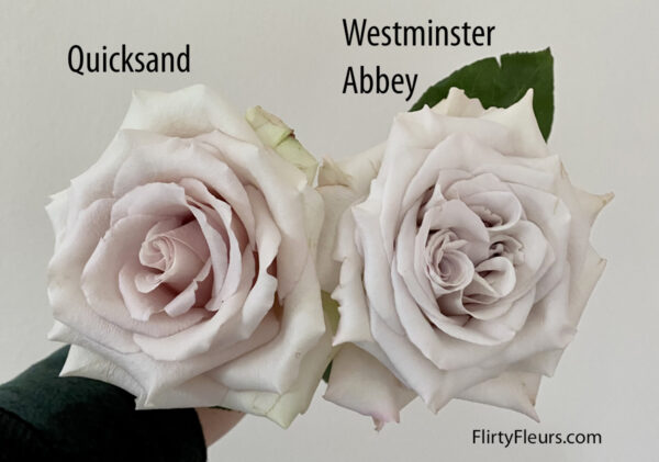 Flirty Fleurs Rose Color Study Quicksand and Westminster Abbey Garden Roses