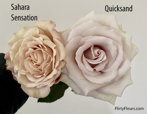 Flirty Fleurs Rose Color Study Sahara Sensation Quicksand roses