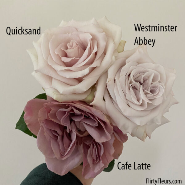 Flirty Fleurs Rose Color Study - Westminster Abbey Cafe Latte Quicksand