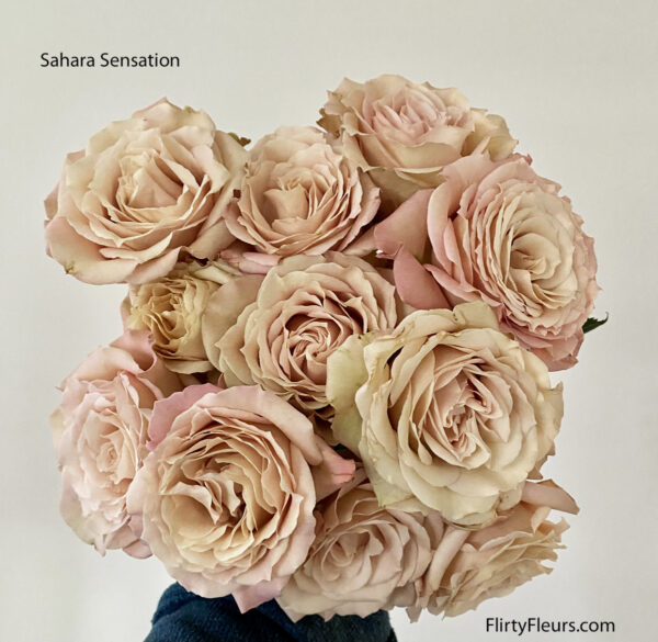Flirty Fleurs Sahara Sensation garden roses Day 10