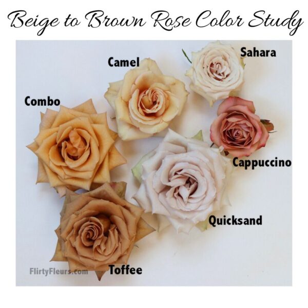 Beige to Brown Rose Color Study on Flirty Fleurs