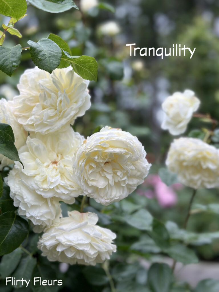 Tranquility Garden Rose – Flirty Fleurs The Florist Blog – Inspiration ...