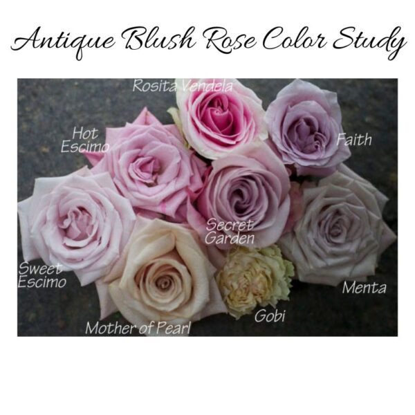 antique blush pink lavender rose color study with harvest roses
