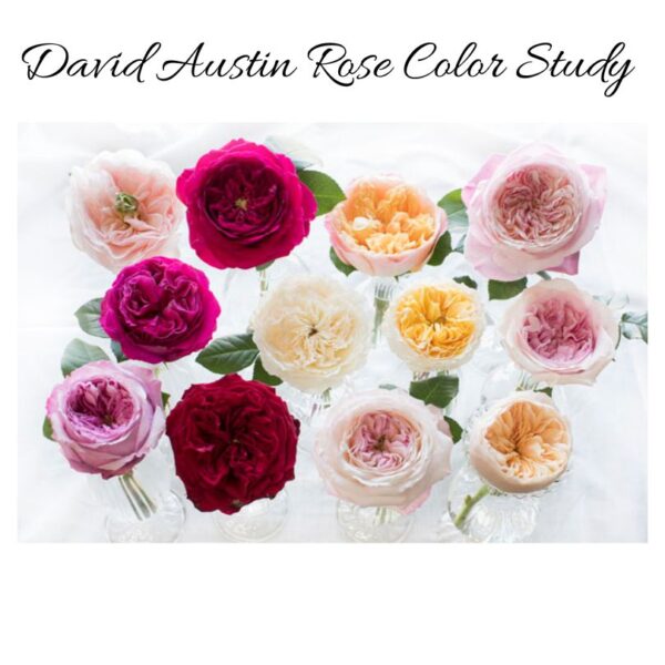 David Austin garden rose color study