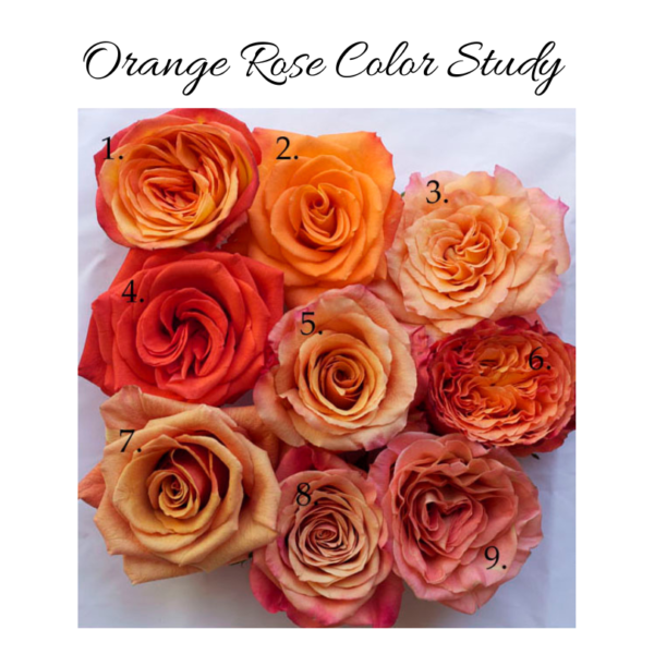orange rose color study on flirty fleurs, harvest wholesale NYC
