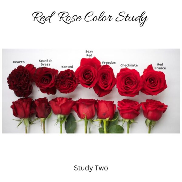 red rose color study roses from mayesh wholesale