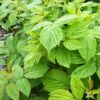 Raspberry Foliage grown by Jello Mold Farm in Washington State.