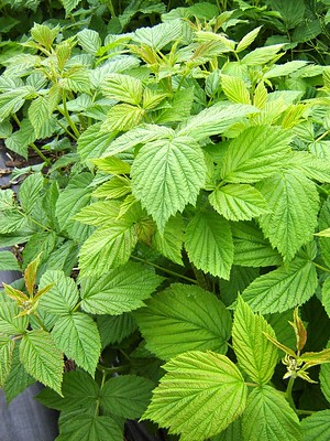 Raspberry Foliage grown by Jello Mold Farm in Washington State.