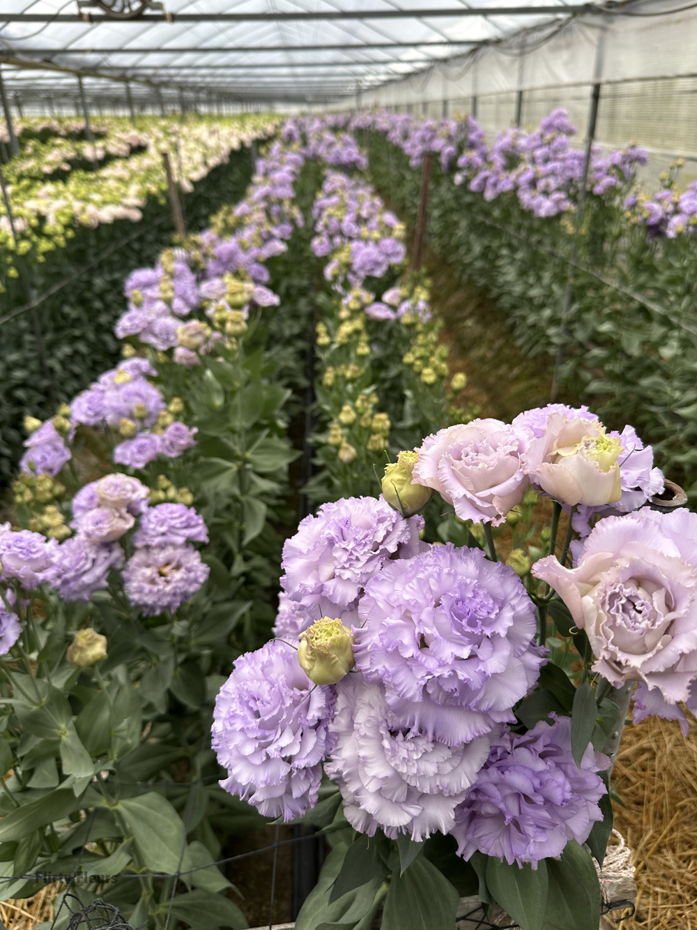 Visiting a Lisianthus Farm in Japan – Flirty Fleurs The Florist
