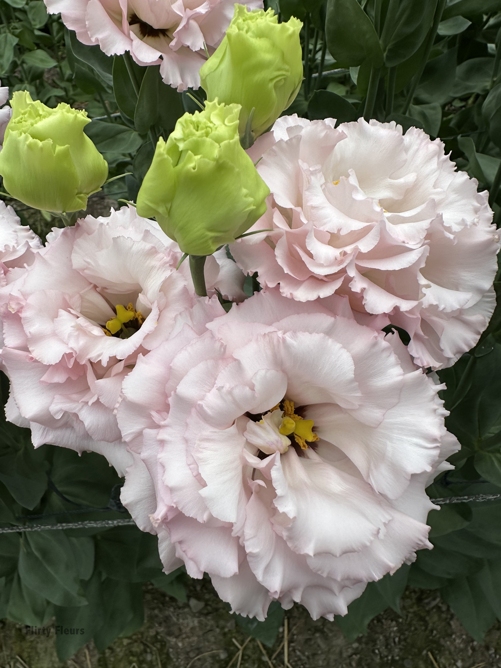 Blog Art Floral Lisianthusnull