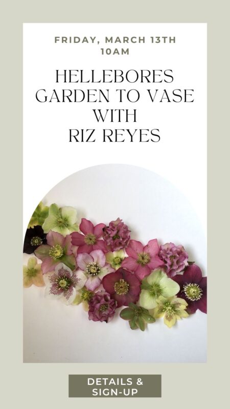 Hellebores workshop with horticulturist Riz Reyes in Snohomish Washington state