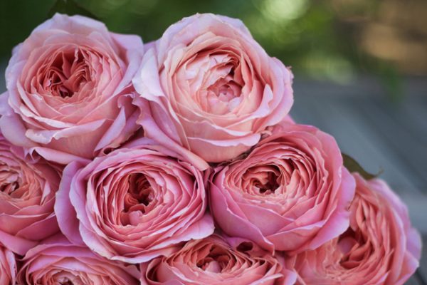 Romantic Antike Garden Roses - Alexandra Roses Via Garden Roses Direct